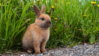 Co to jest angora? Czym wyróżnia się wełna z królika?